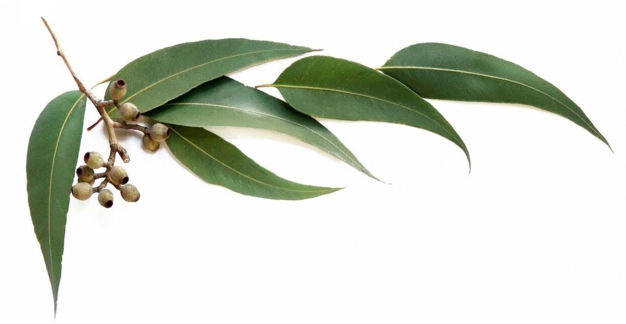 Hondrolife contiene olio essenziale di eucalipto