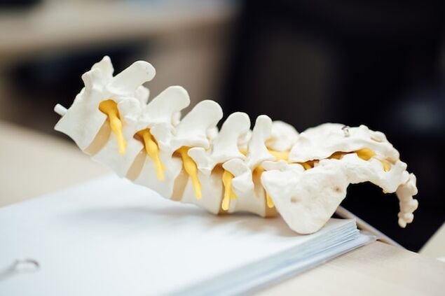 Modello anatomico della colonna vertebrale umana